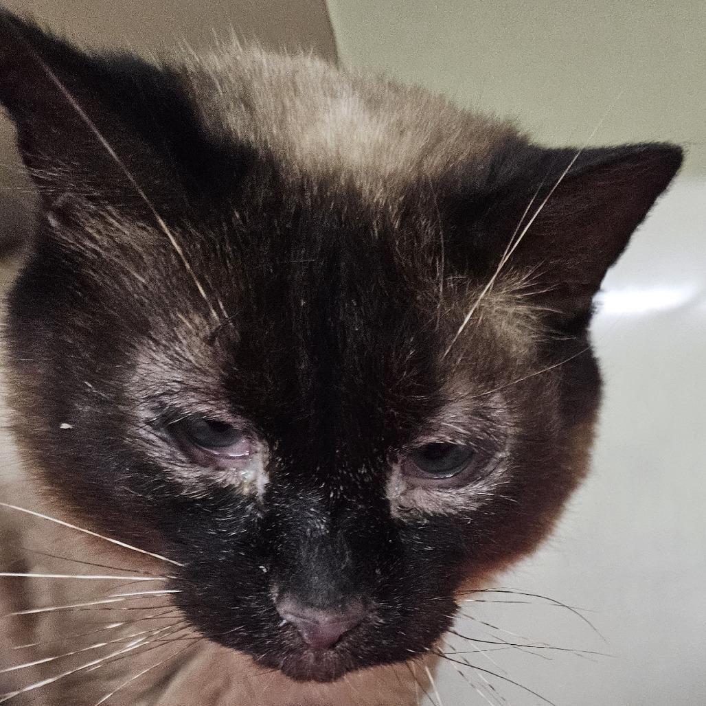 Aurora, Adoptable, Adult Female Siamese.