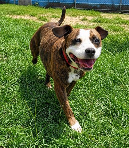 Gray, a ADOPTABLE mixed breed in Inverness, FL image 2/4