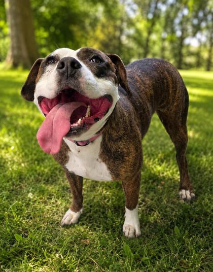 Gray, a ADOPTABLE mixed breed in Inverness, FL image 3/4