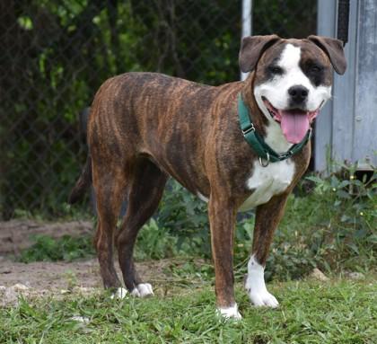 Gray, a ADOPTABLE mixed breed in Inverness, FL image 4/4