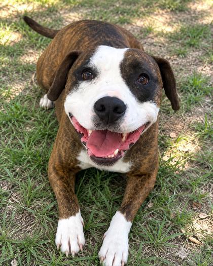 Gray, ADOPTABLE, Adult Female American Bulldog & Staffordshire Bull Terrier.