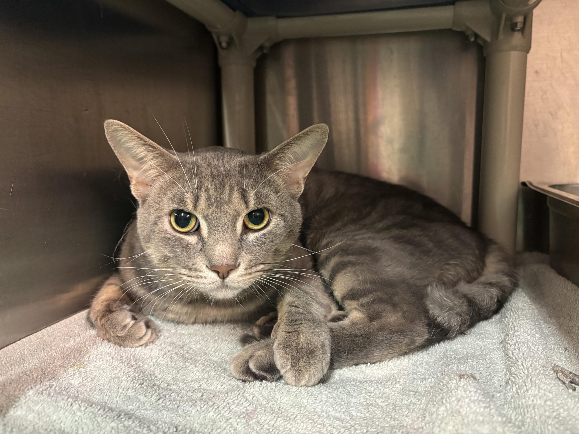 Asher CS-216/26, Adoptable, Young Male Domestic Short Hair.