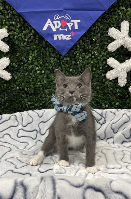 HUGS, Adoptable, Kitten Male Domestic Short Hair.