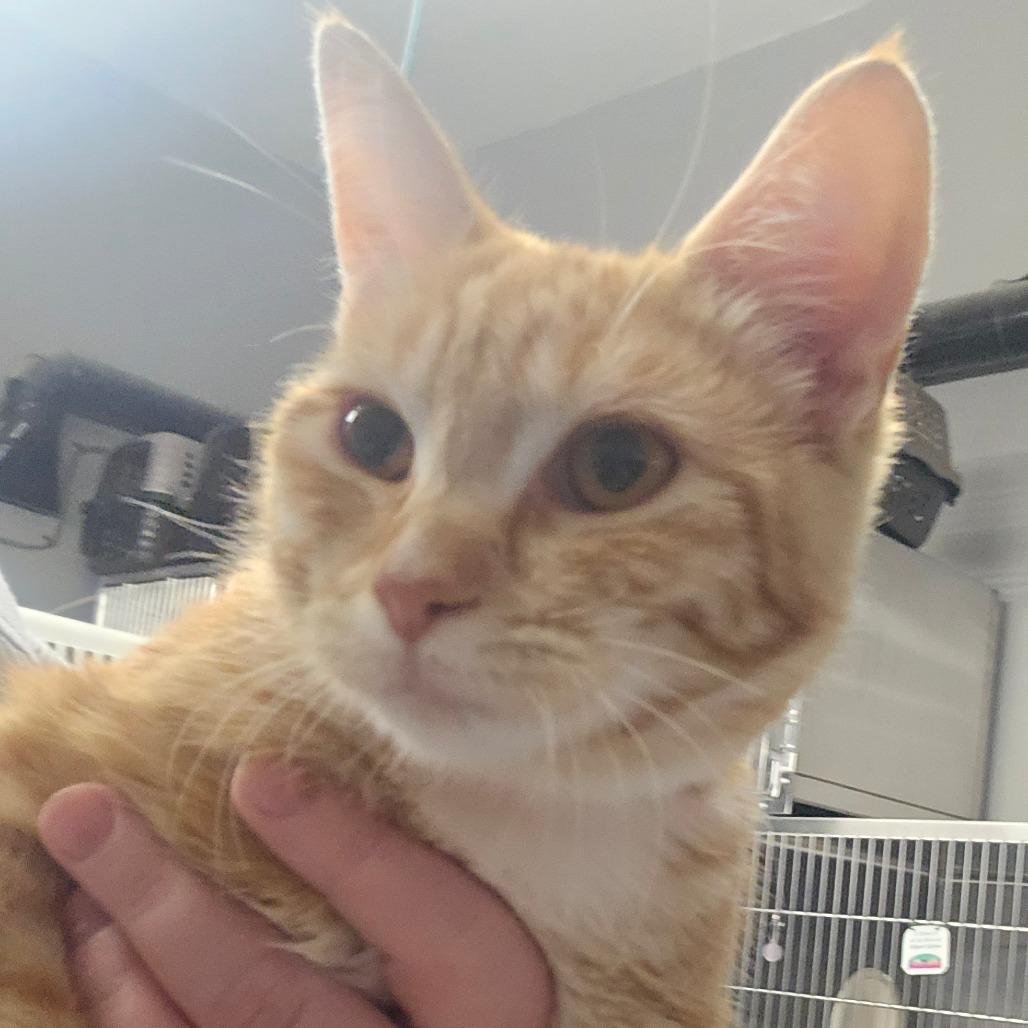 Enlarge Echinacea, a Adoptable Domestic Short Hair in Spokane, WA image 1/1