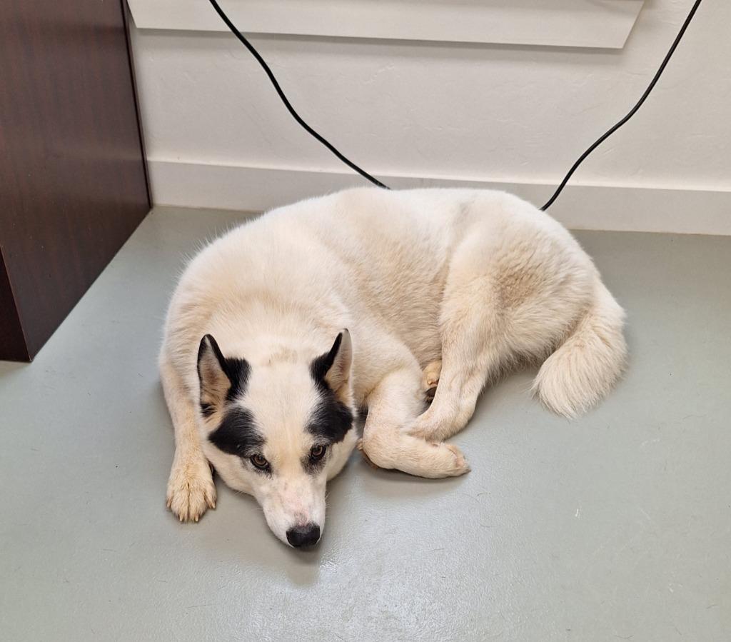 Enlarge Athena, a Adoptable Husky in Noble, OK image 2/4