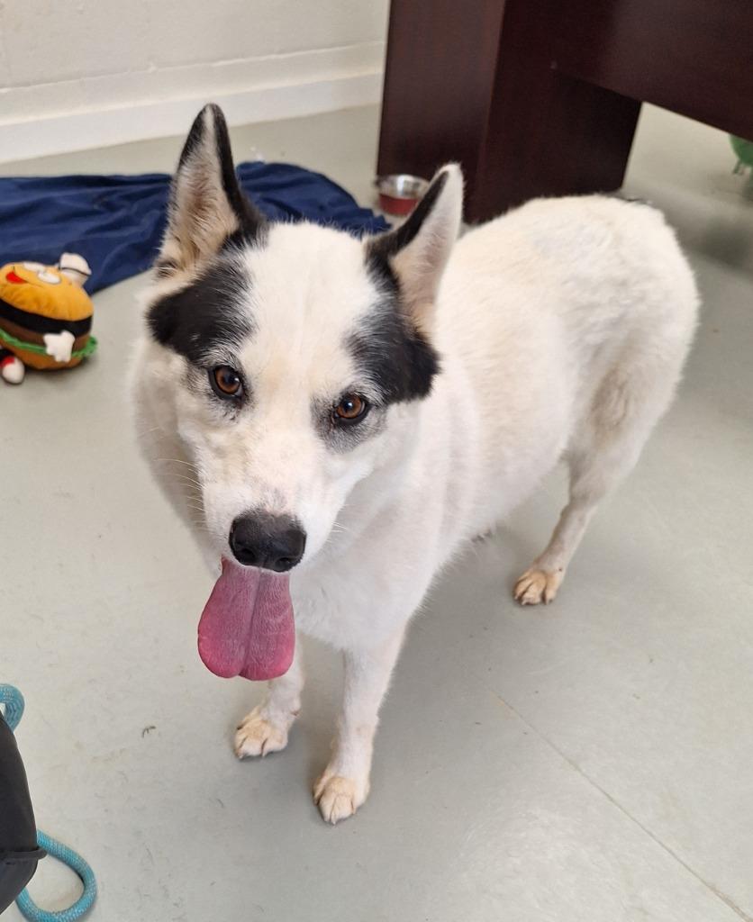 Enlarge Athena, a Adoptable Husky in Noble, OK image 1/4