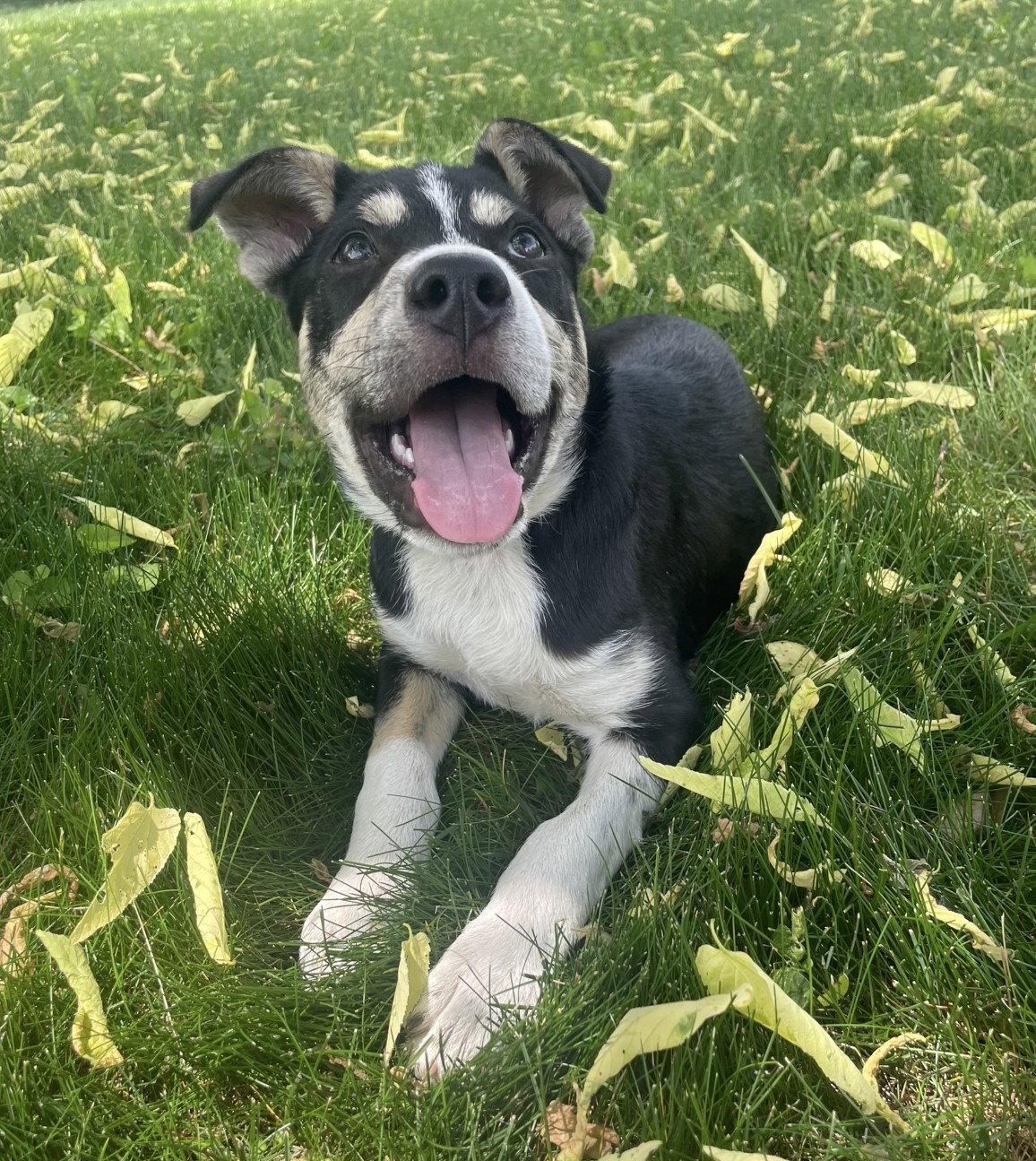 Cilantro, a Adoptable Terrier in West Des Moines, IA image 1/3