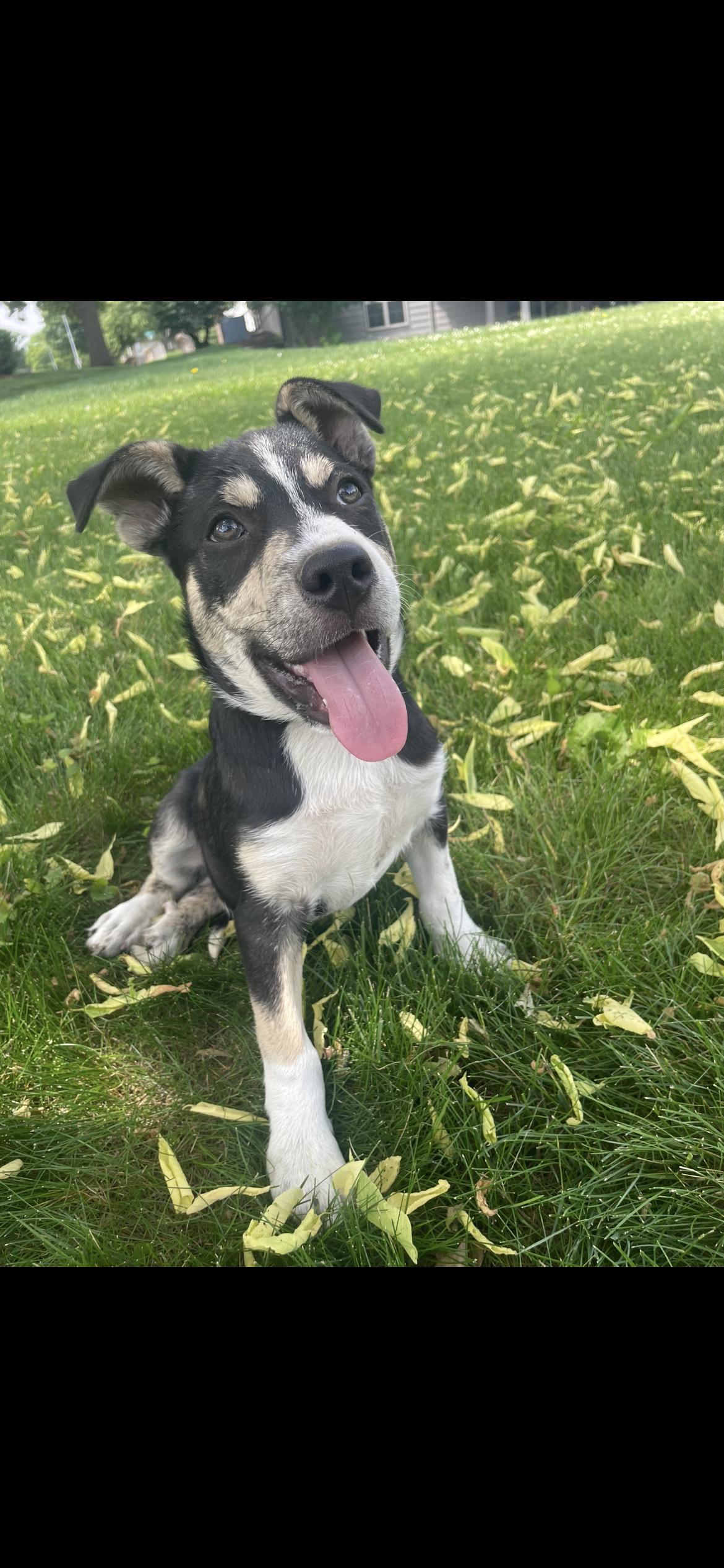 Cilantro, a Adoptable Terrier in West Des Moines, IA image 2/3