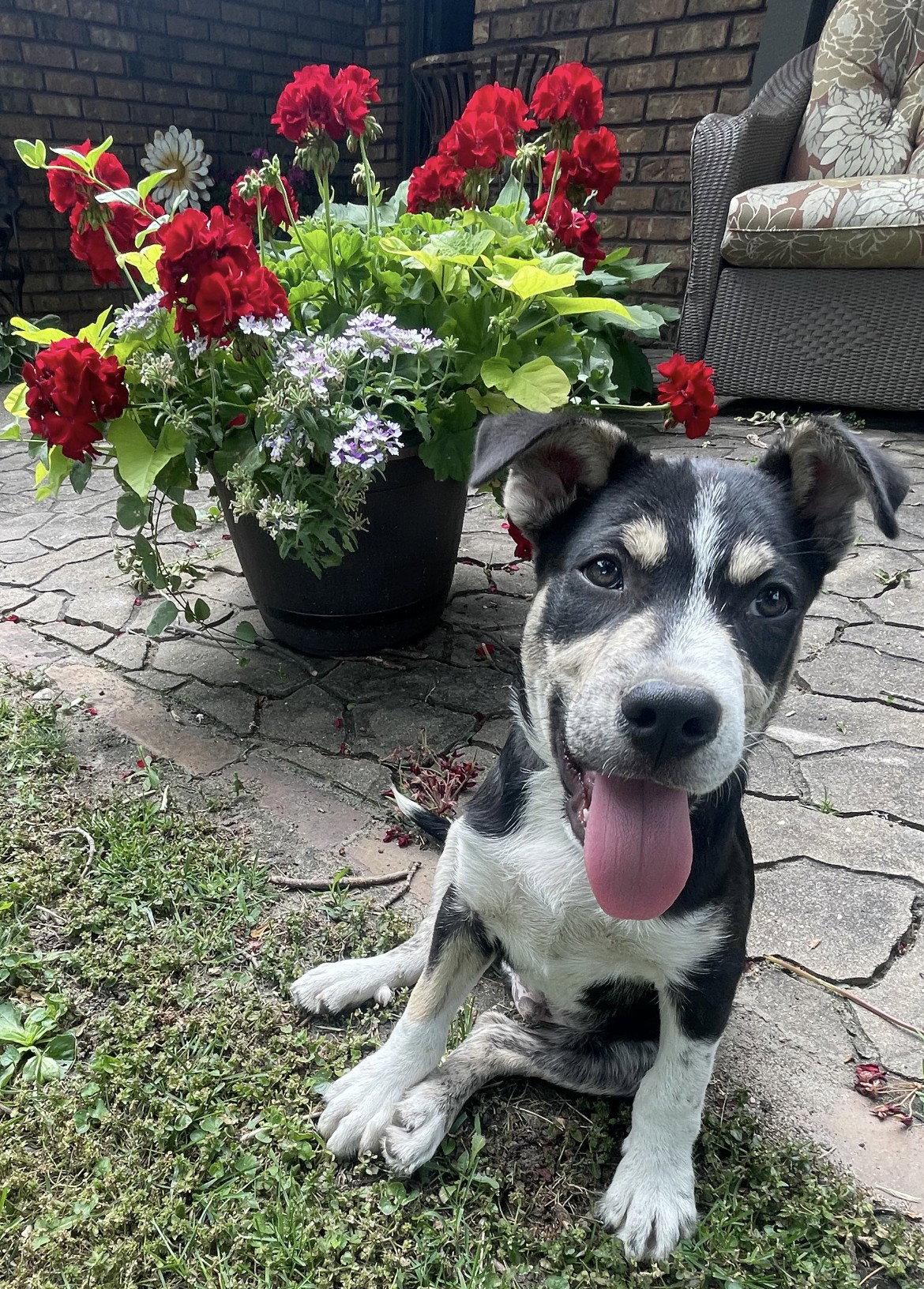 Cilantro, a Adoptable Terrier in West Des Moines, IA image 3/3