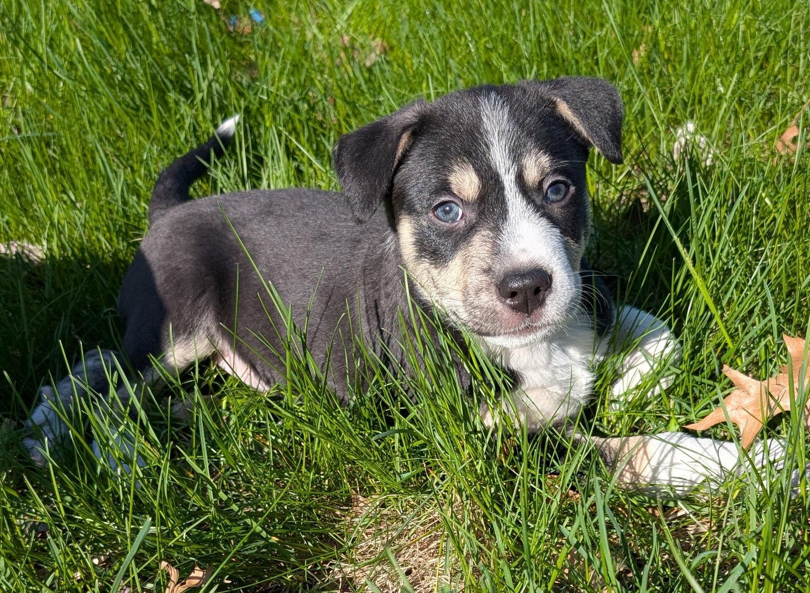 Enlarge Cilantro, a Adoptable Terrier in West Des Moines, IA image 1/3