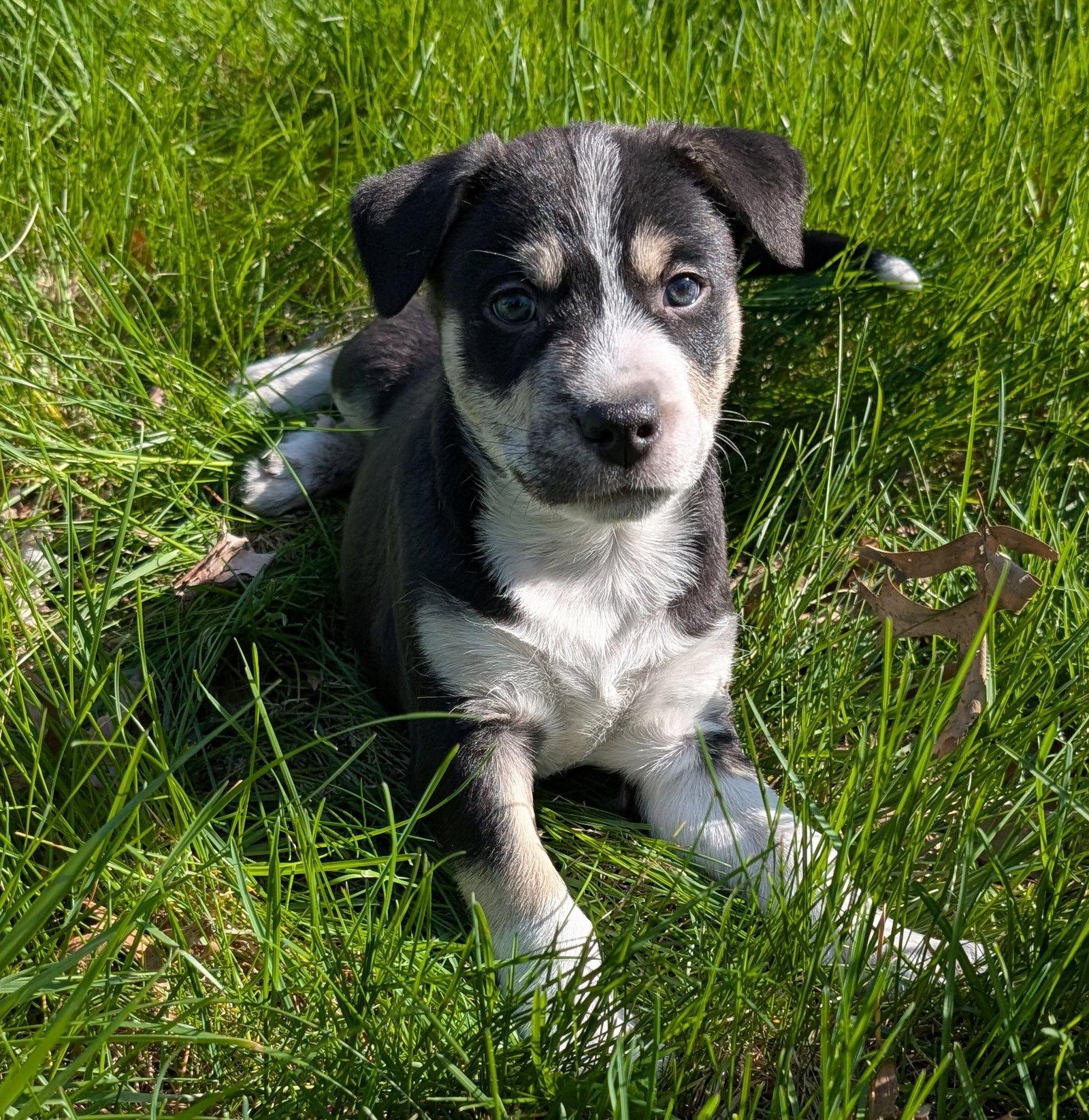 Enlarge Cilantro, a Adoptable Terrier in West Des Moines, IA image 2/3