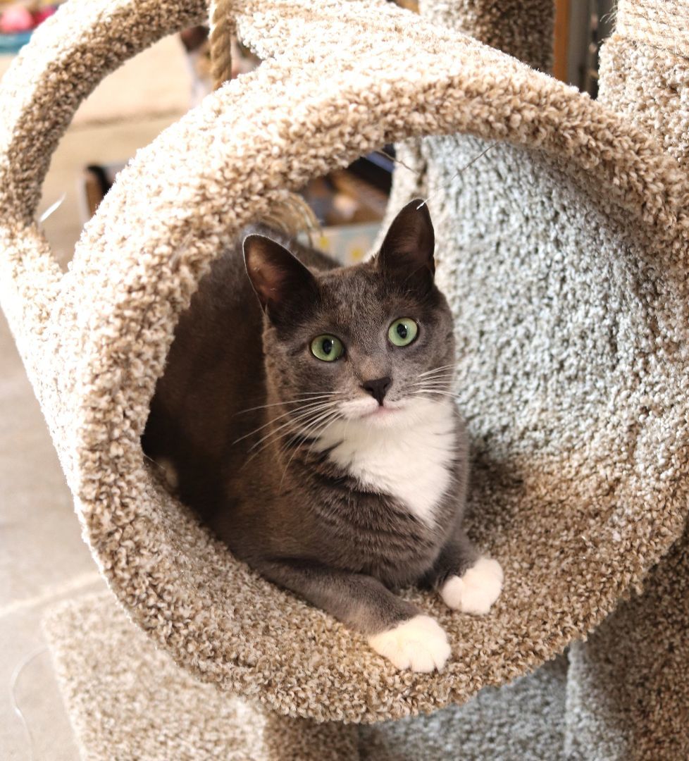 Enlarge Porscha, a Adoptable Domestic Short Hair in Boiling Springs, PA image 4/8