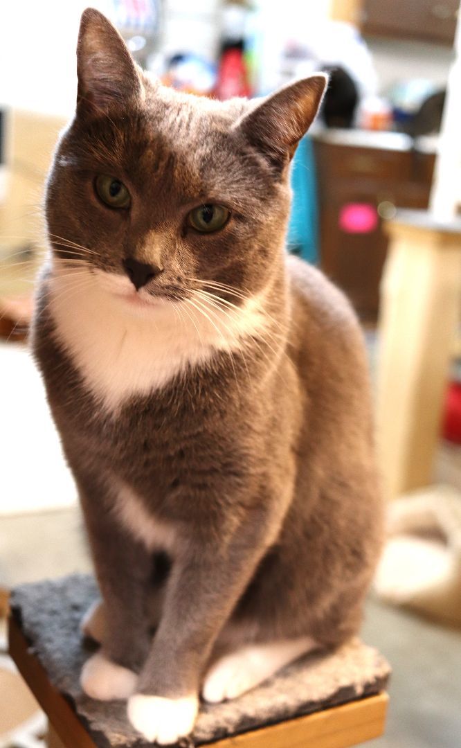 Enlarge Porscha, a Adoptable Domestic Short Hair in Boiling Springs, PA image 5/8