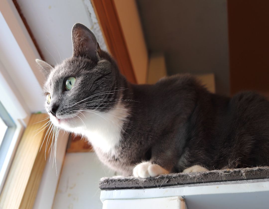 Enlarge Porscha, a Adoptable Domestic Short Hair in Boiling Springs, PA image 6/8