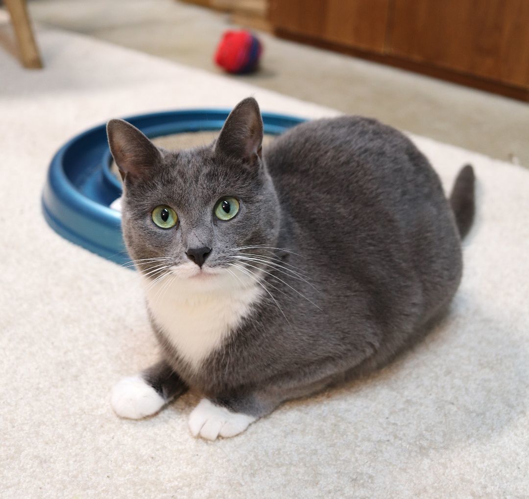 Porscha, Adoptable, Adult Female Domestic Short Hair.