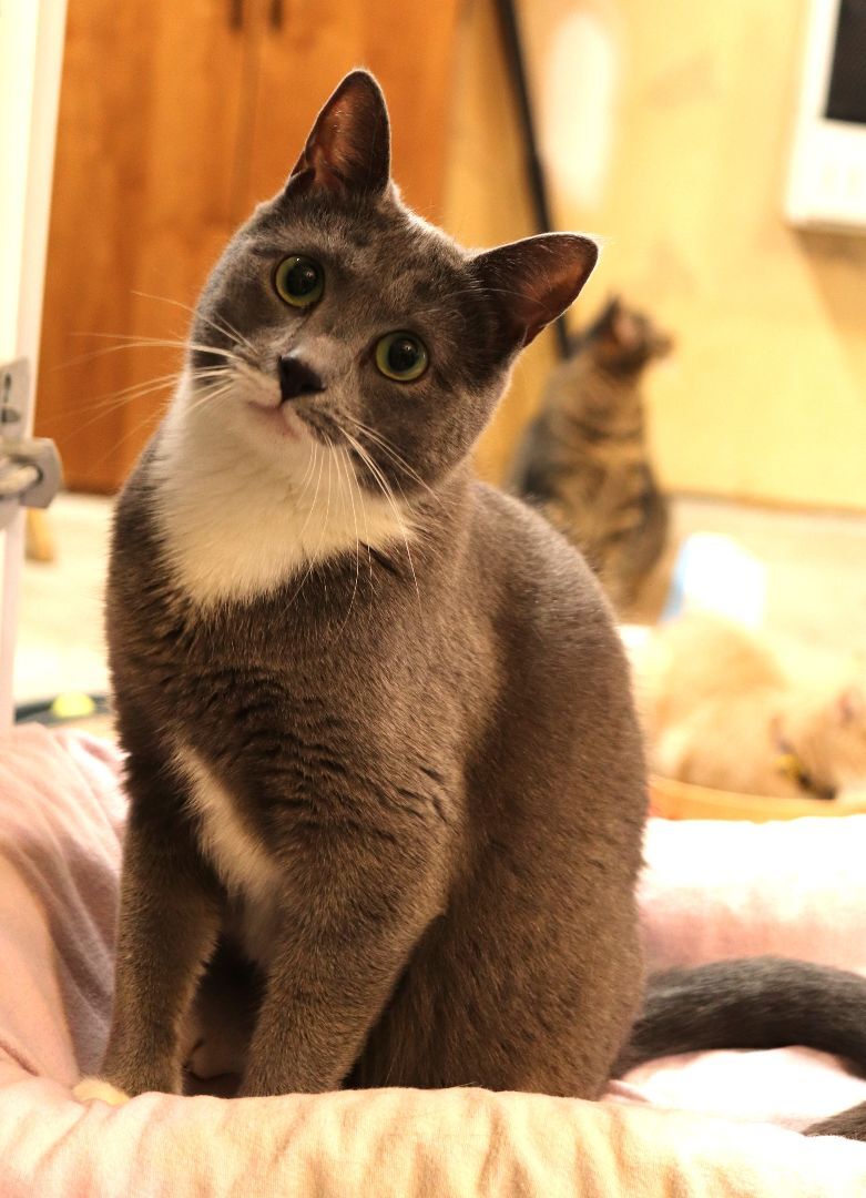 Enlarge Porscha, a Adoptable Domestic Short Hair in Boiling Springs, PA image 7/8