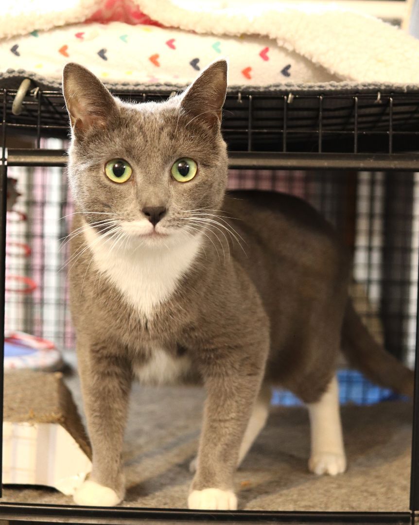 Enlarge Porscha, a Adoptable Domestic Short Hair in Boiling Springs, PA image 8/8