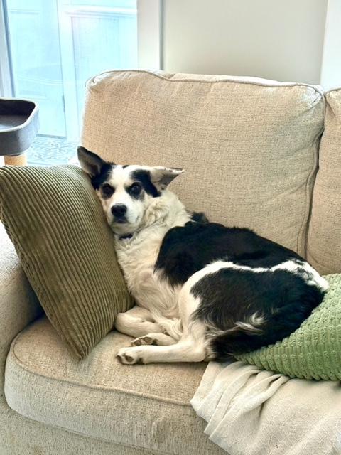 Enlarge Puppy Princess, a Adoptable mixed breed in Saskatoon, SK image 3/5