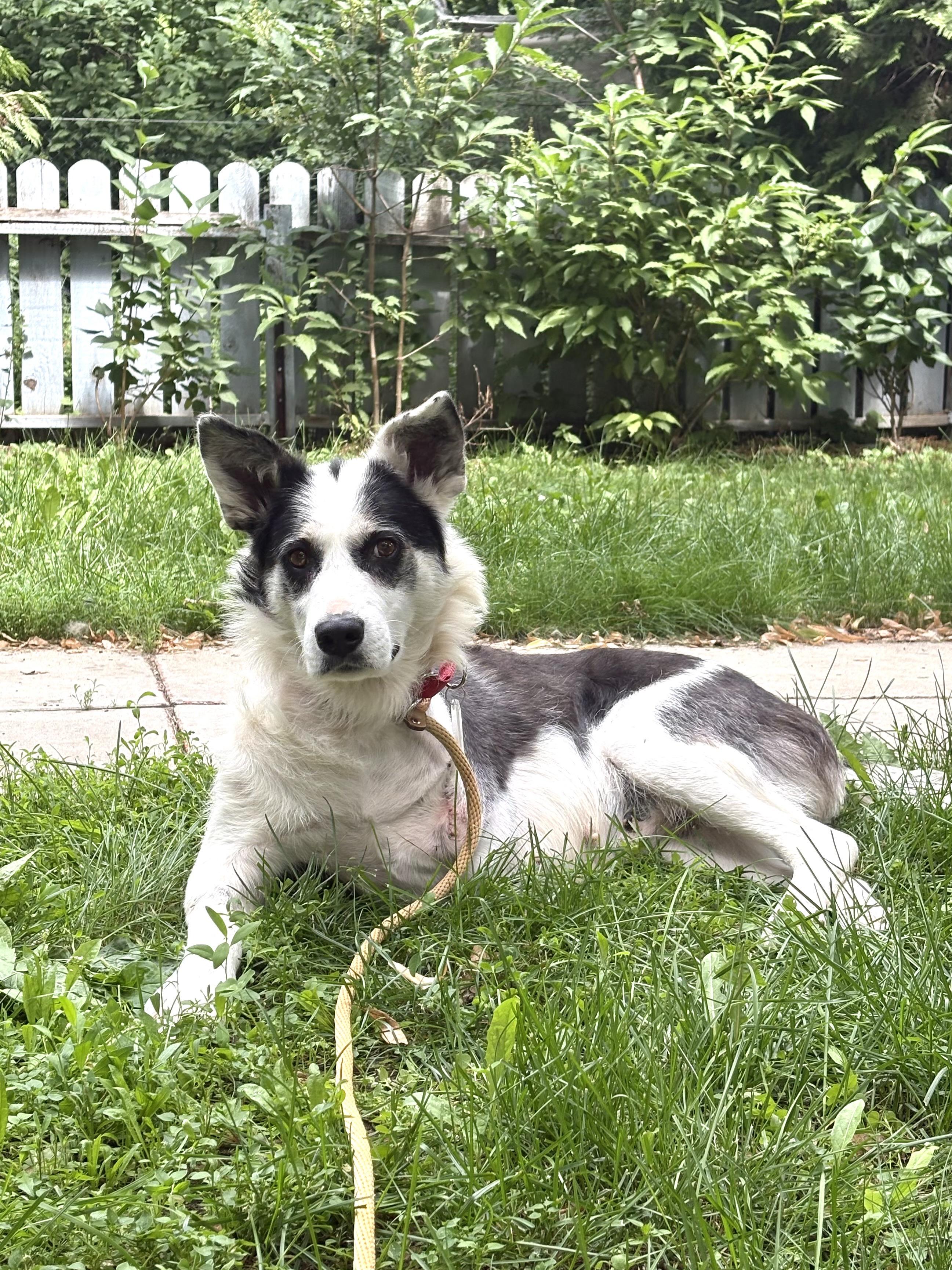 Puppy Princess, a ADOPTABLE mixed breed in Saskatoon, SK image 6/6