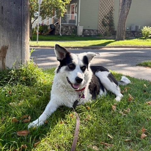 Puppy Princess, Adoptable, Adult Female Mixed Breed.