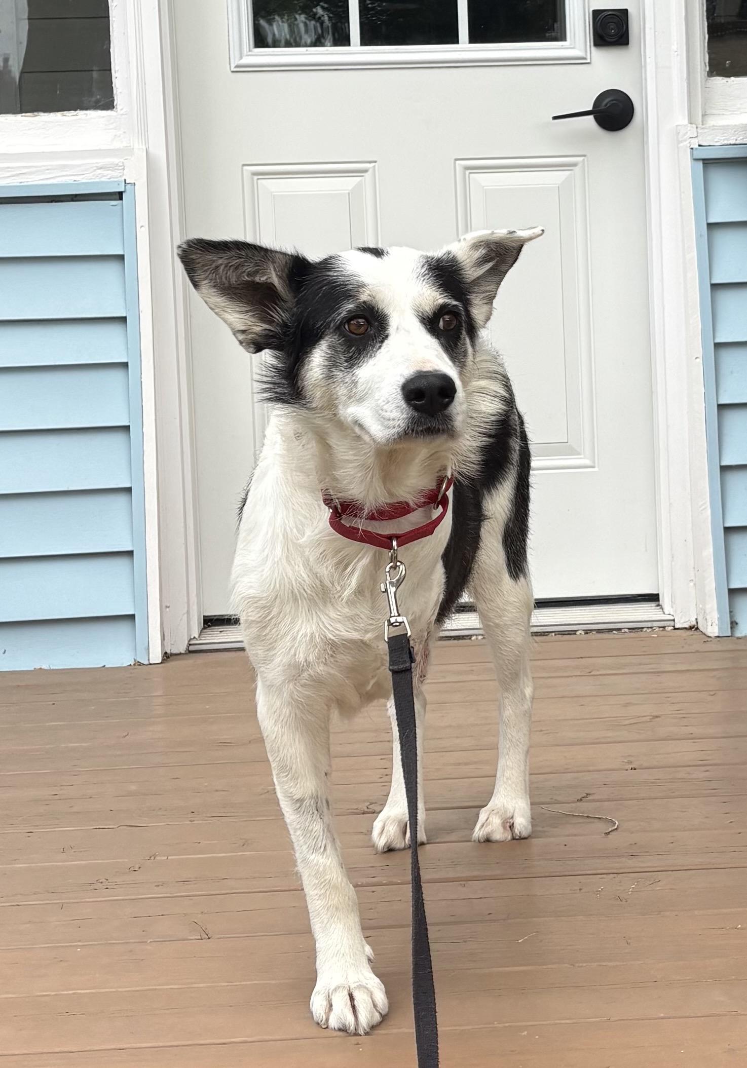 Puppy Princess, a ADOPTABLE mixed breed in Saskatoon, SK image 3/6