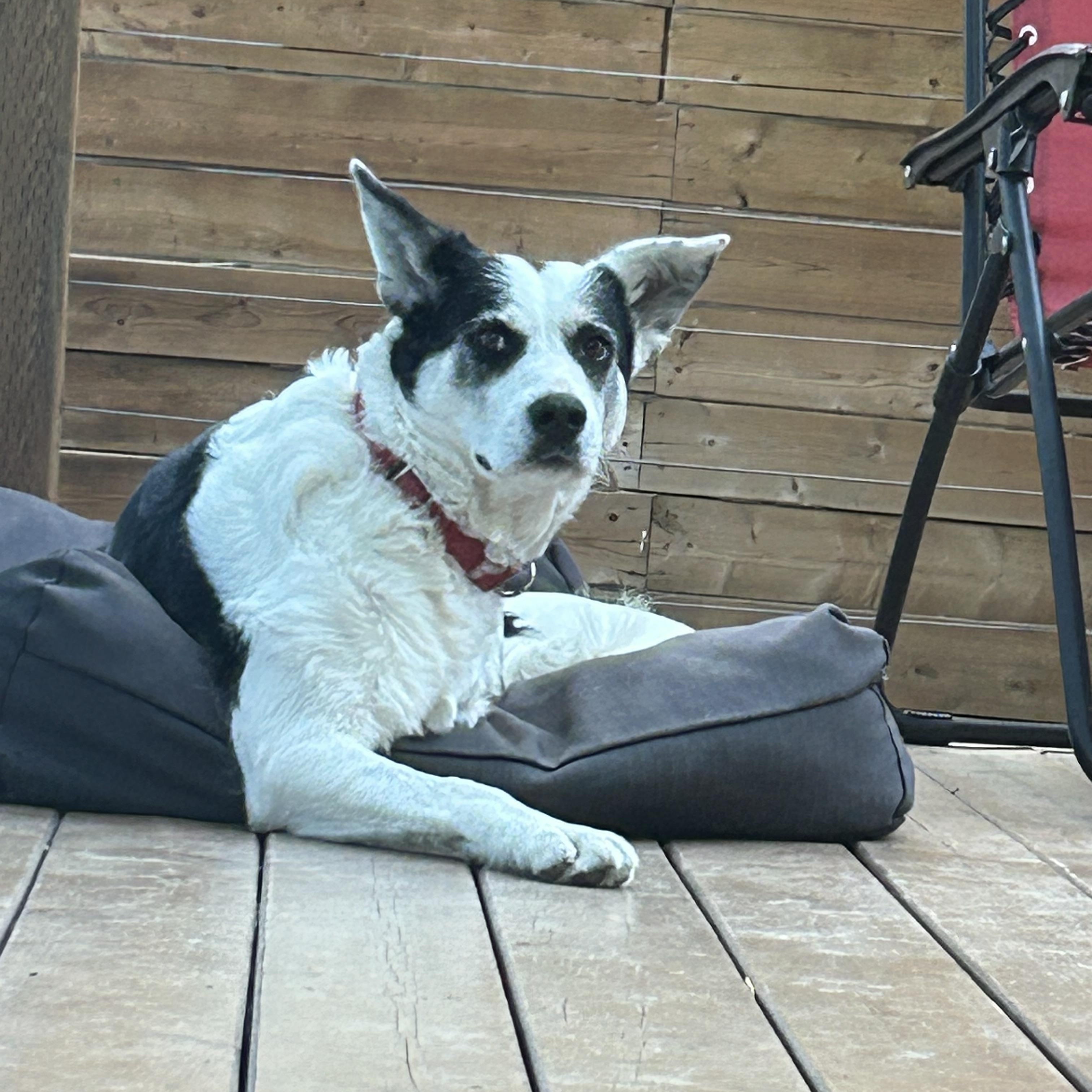 Enlarge Puppy Princess, a ADOPTABLE mixed breed in Saskatoon, SK image 6/6