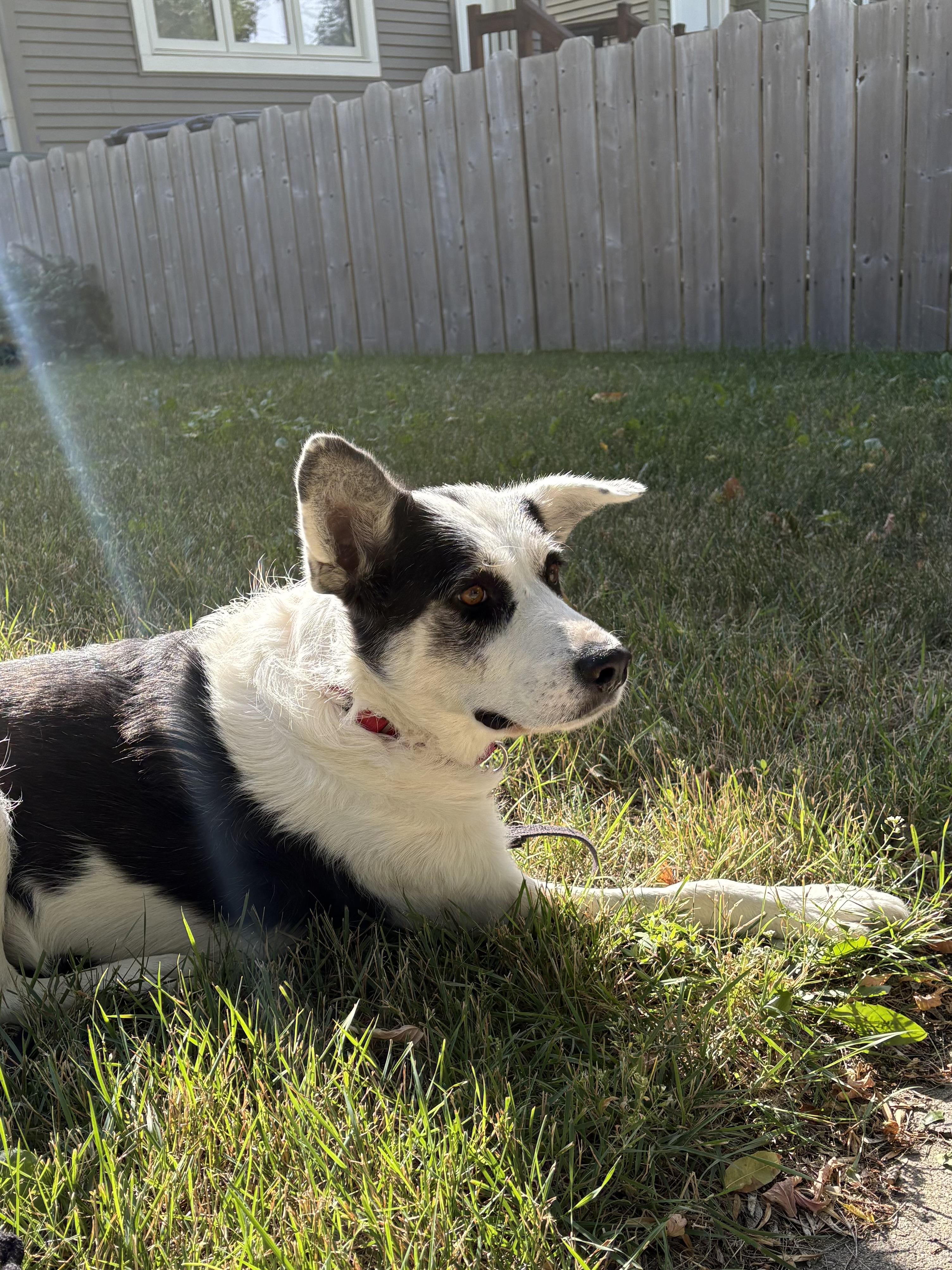 Puppy Princess, a ADOPTABLE mixed breed in Saskatoon, SK image 5/6