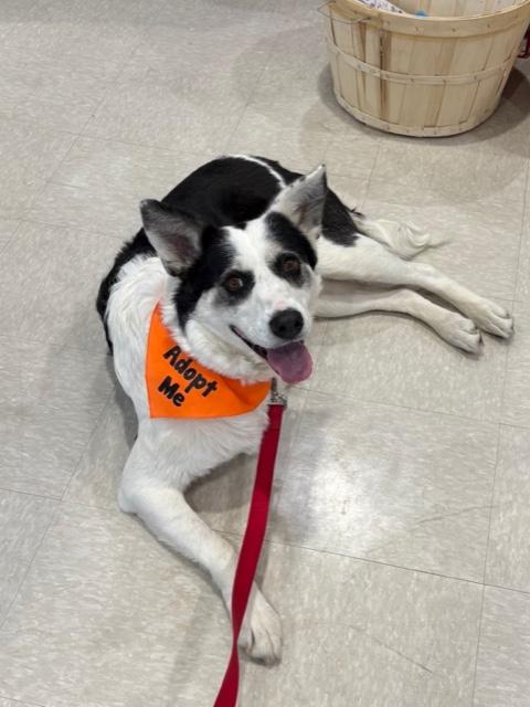 Enlarge Puppy Princess, a Adoptable mixed breed in Saskatoon, SK image 2/5