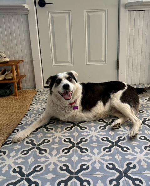 Enlarge Puppy Princess, a Adoptable mixed breed in Saskatoon, SK image 5/5