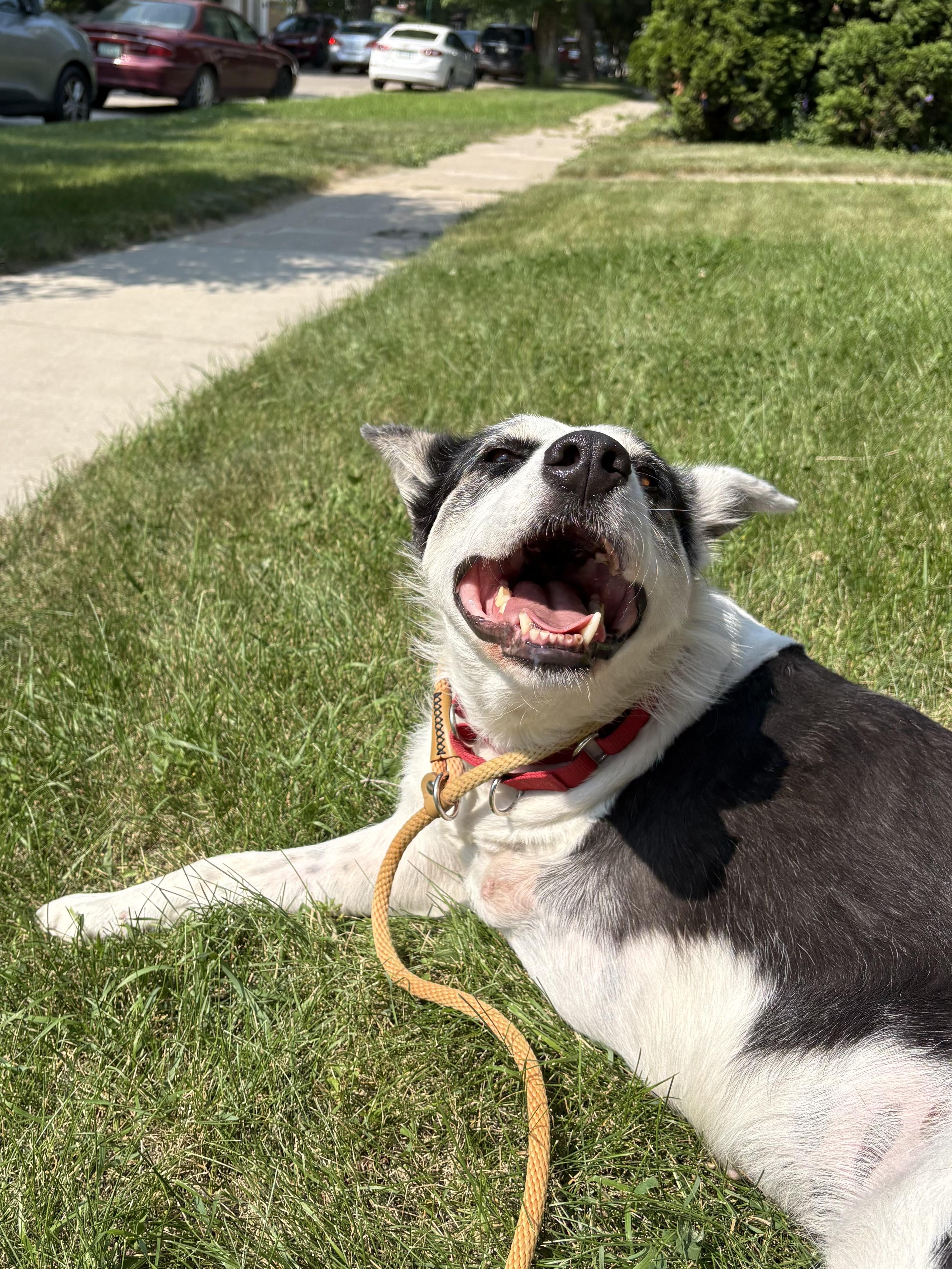 Puppy Princess, ADOPTABLE, Adult Female Mixed Breed.