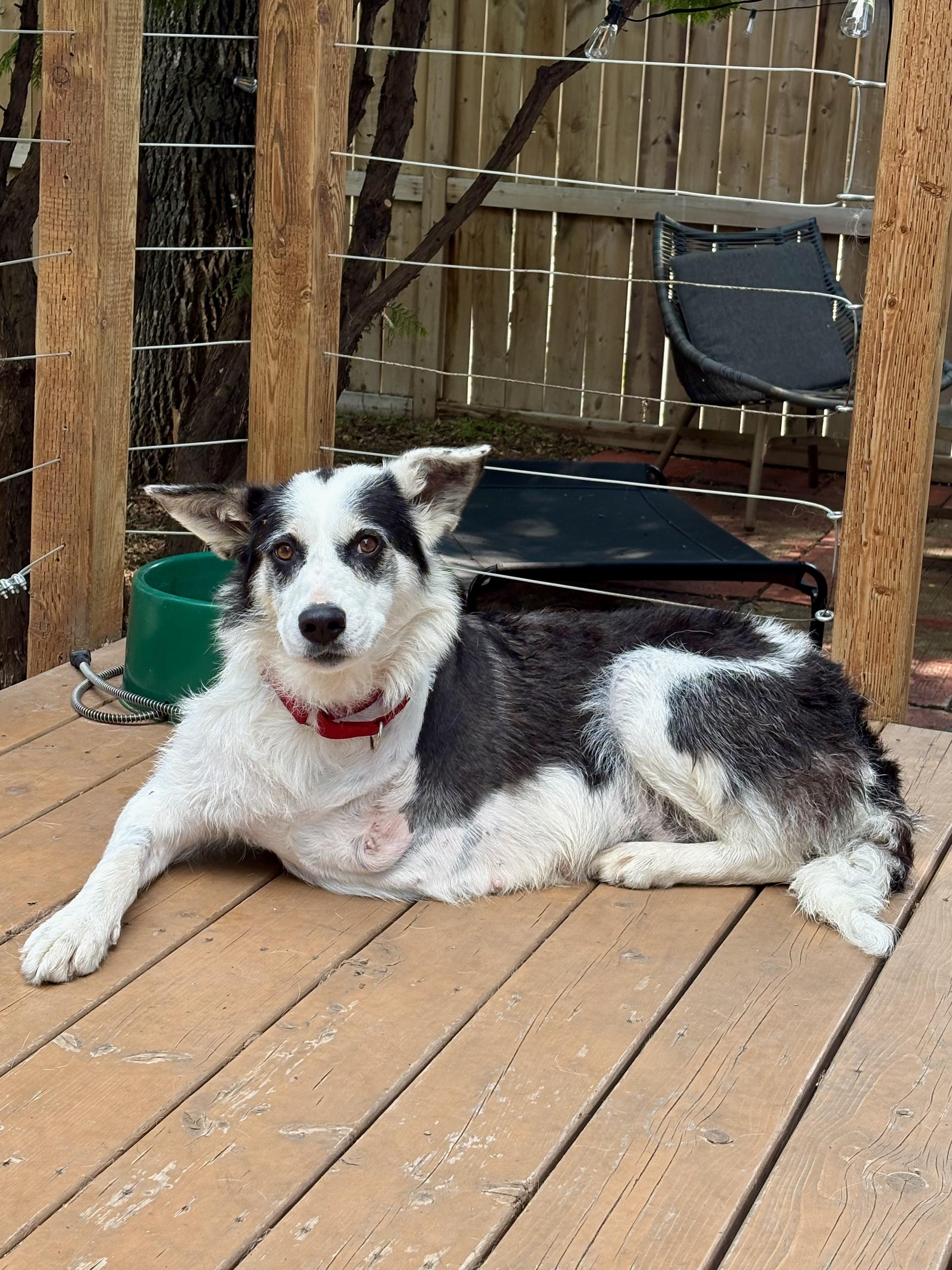 Puppy Princess, a ADOPTABLE mixed breed in Saskatoon, SK image 2/6