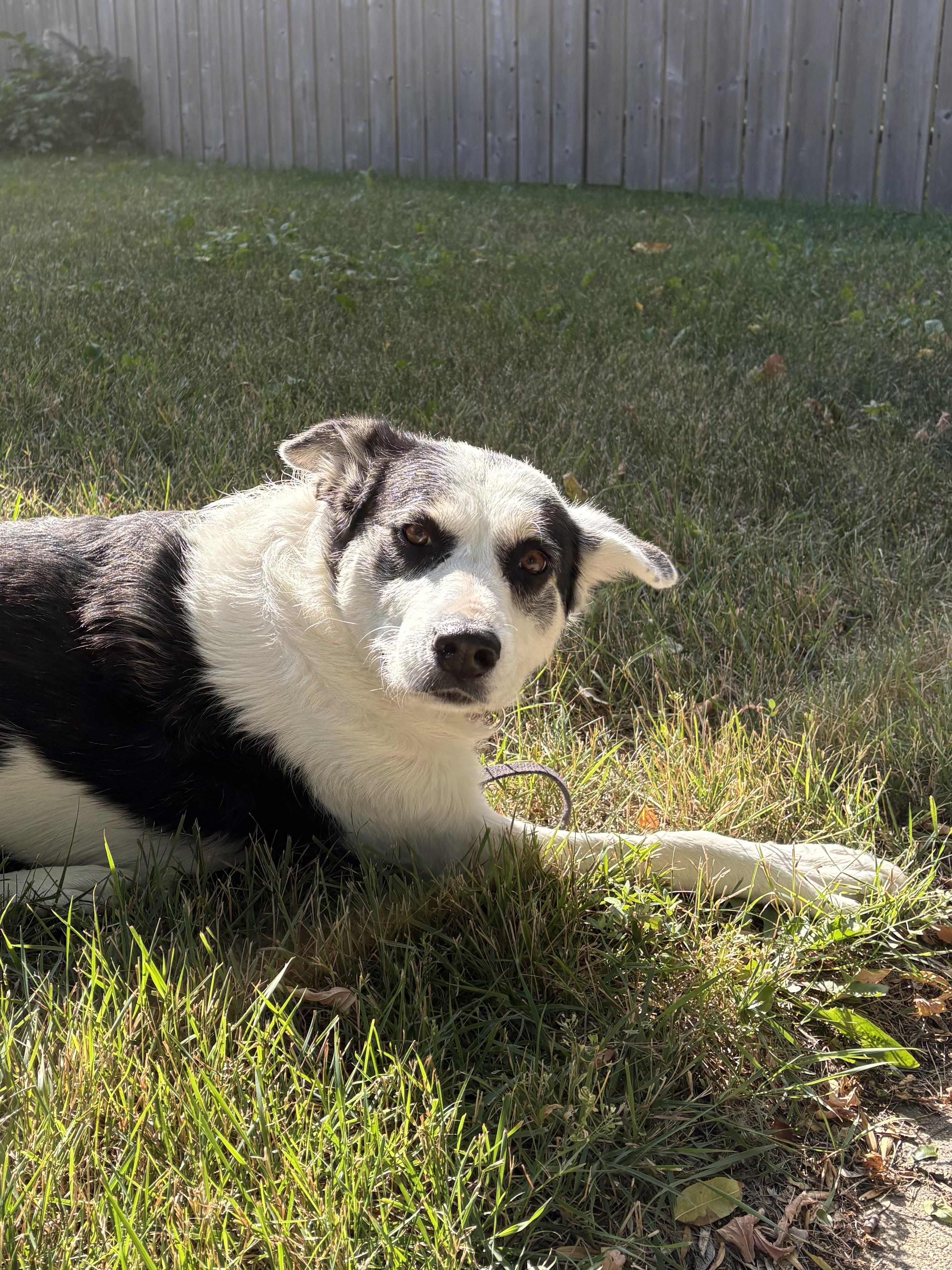 Puppy Princess, a ADOPTABLE mixed breed in Saskatoon, SK image 4/6