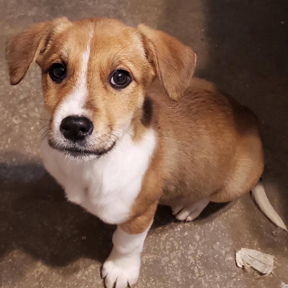 Enlarge Bonnie, a ADOPTABLE Mixed Breed in Louisville, KY image 1/1