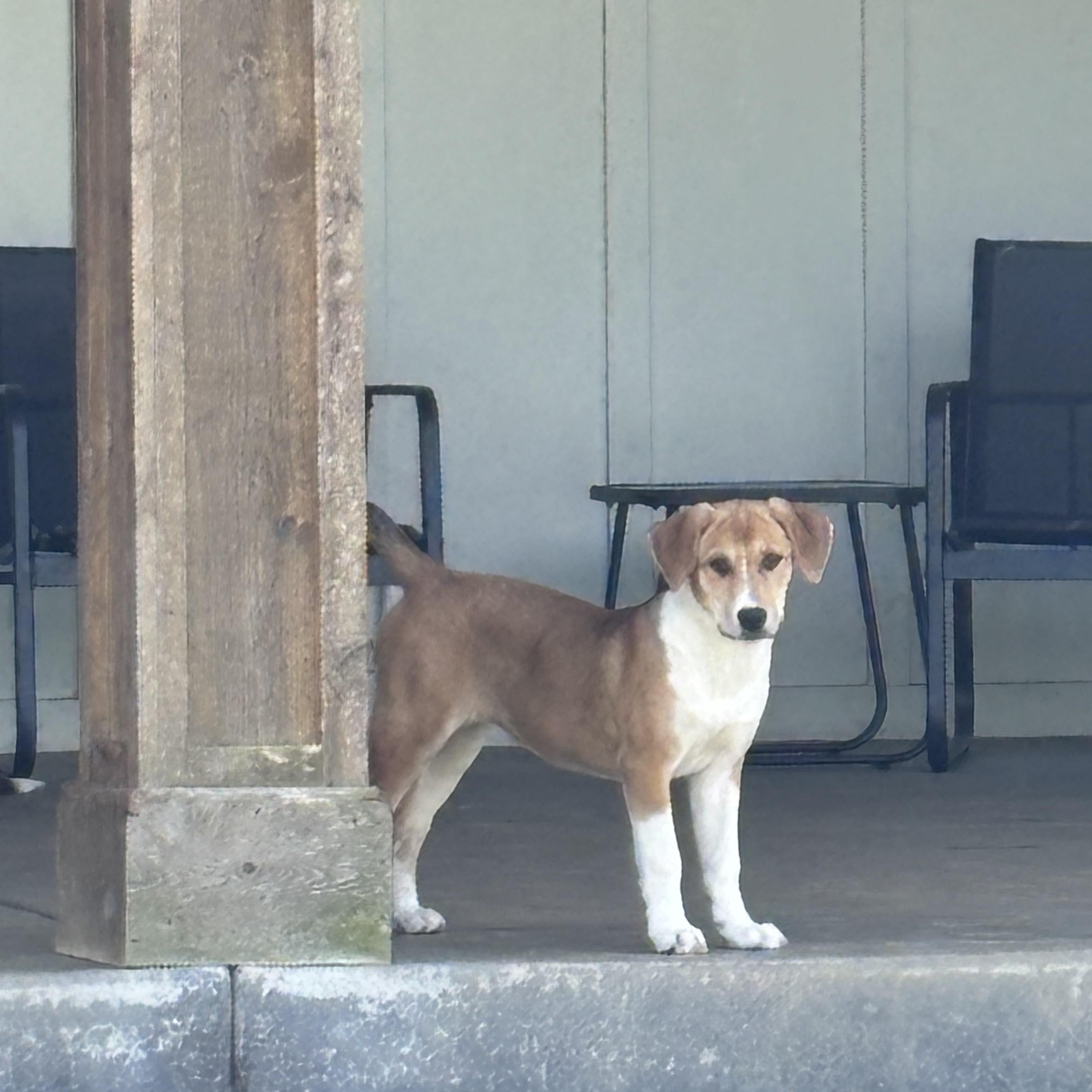 Enlarge Bonnie, a ADOPTABLE Mixed Breed in Louisville, KY image 2/2