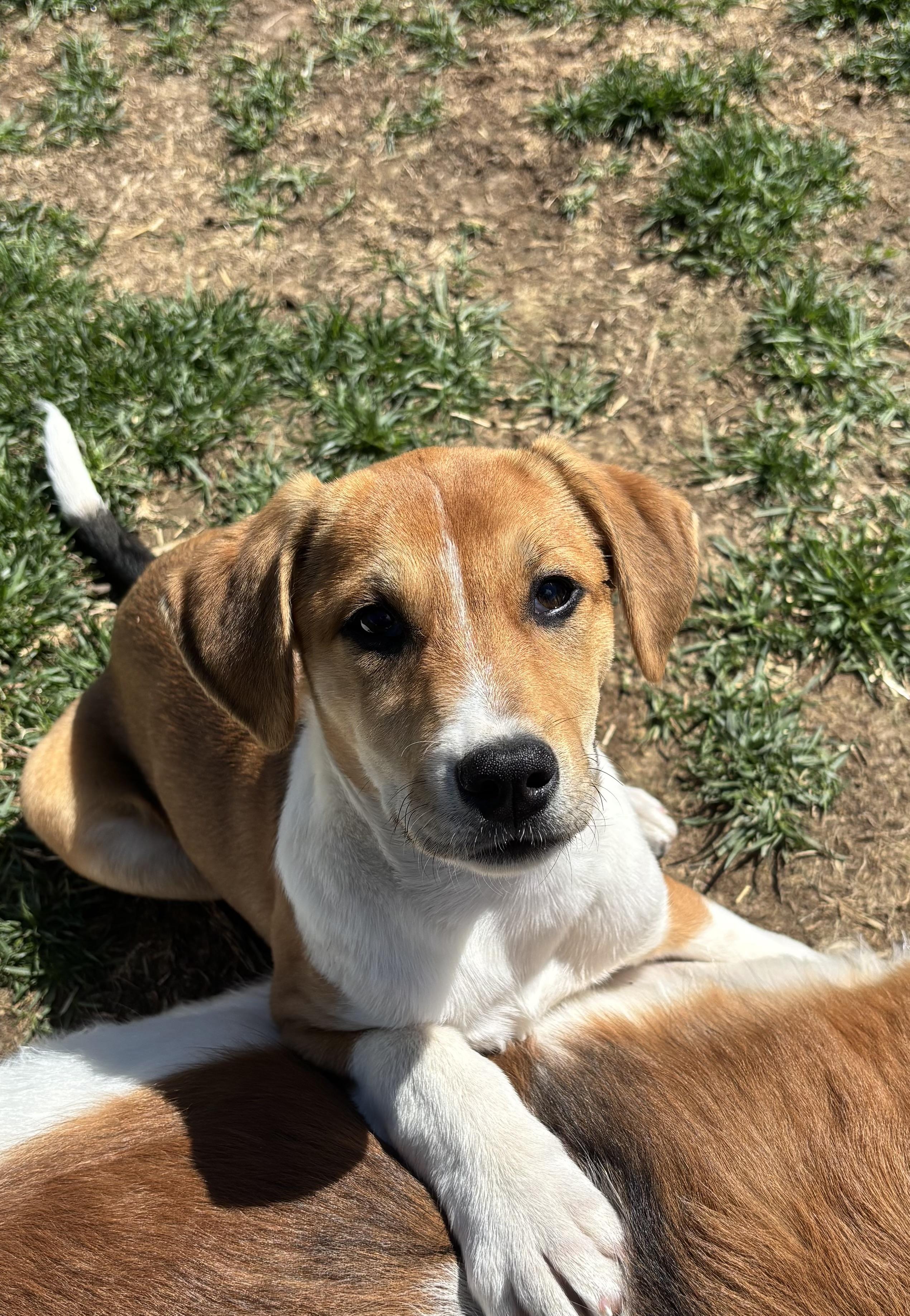 Enlarge Bonnie, a ADOPTABLE Mixed Breed in Louisville, KY image 1/2