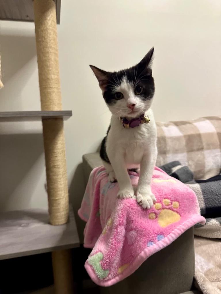Enlarge Flossy(Pink and purple collar), a Adoptable mixed breed in Johnson City, TN image 1/6