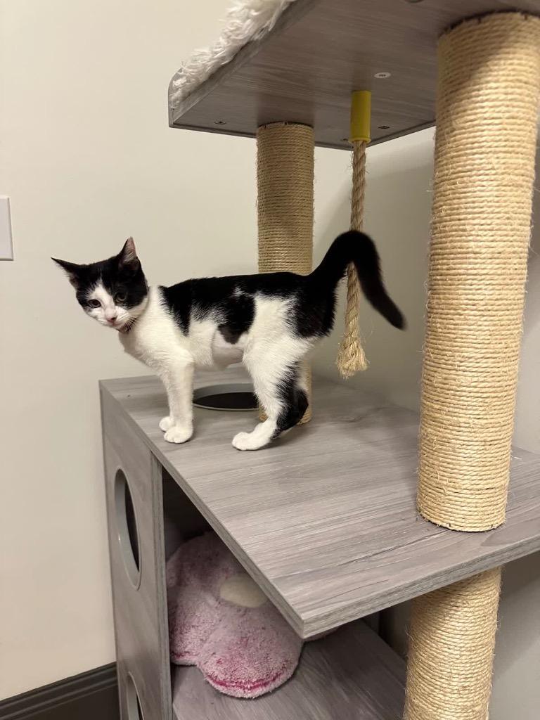 Enlarge Flossy(Pink and purple collar), a Adoptable mixed breed in Johnson City, TN image 2/6