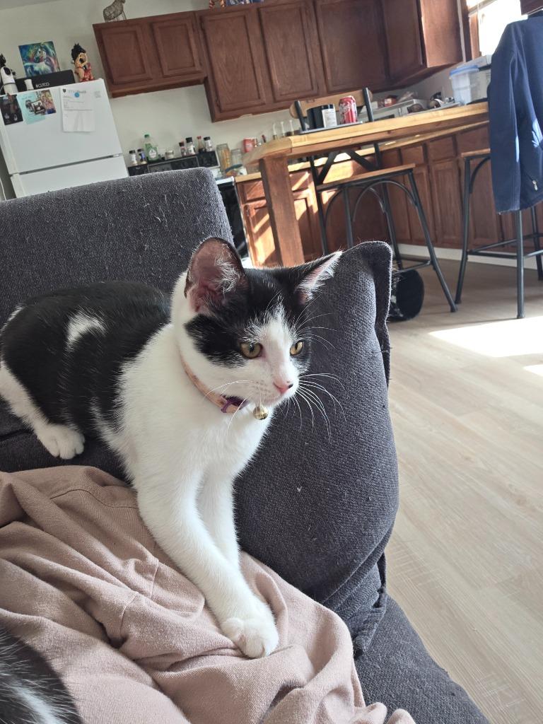 Enlarge Flossy(Pink and purple collar), a Adoptable mixed breed in Johnson City, TN image 3/6