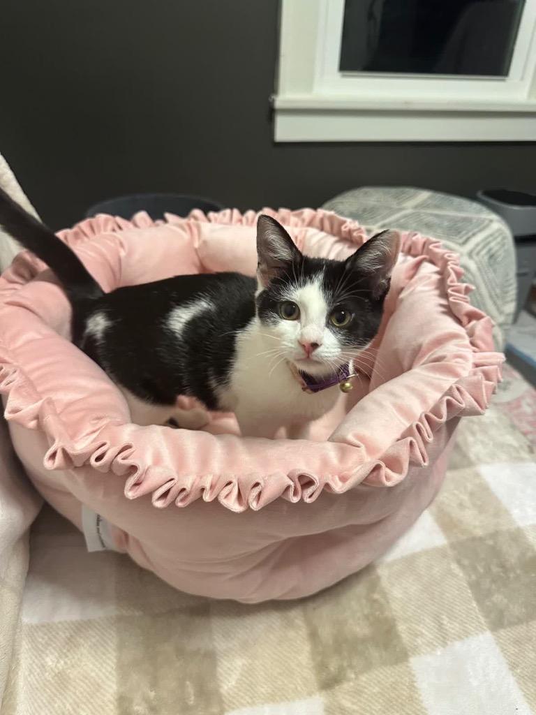 Enlarge Flossy(Pink and purple collar), a Adoptable mixed breed in Johnson City, TN image 4/6
