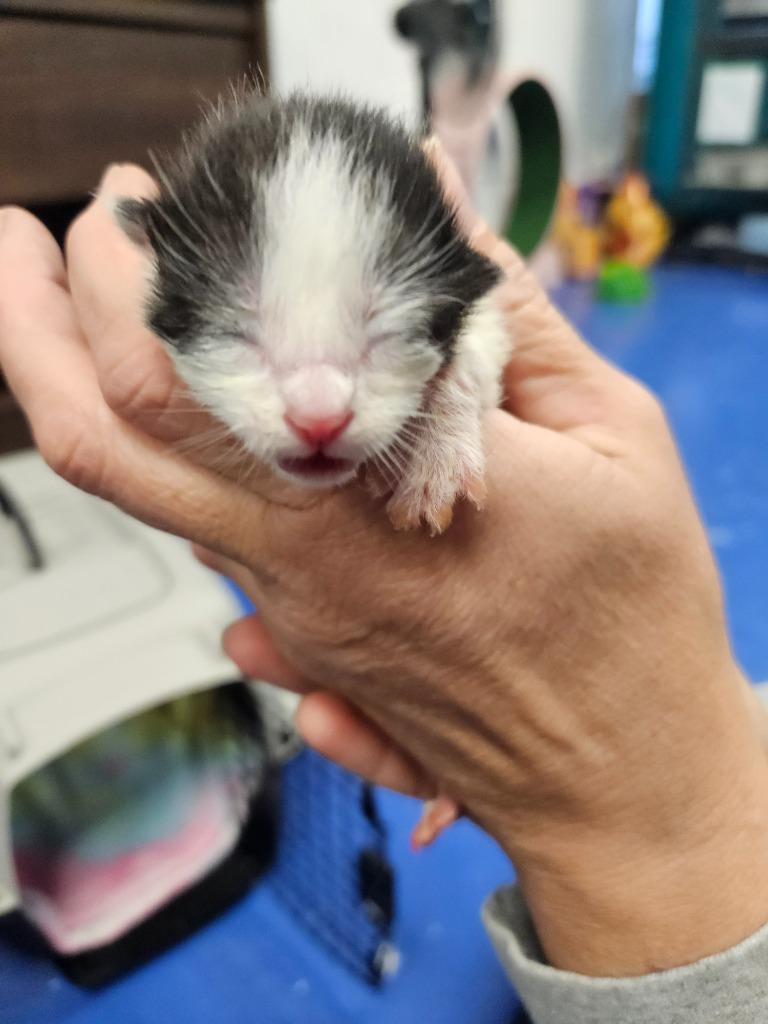 Enlarge Flossy(Pink and purple collar), a Adoptable mixed breed in Johnson City, TN image 5/6