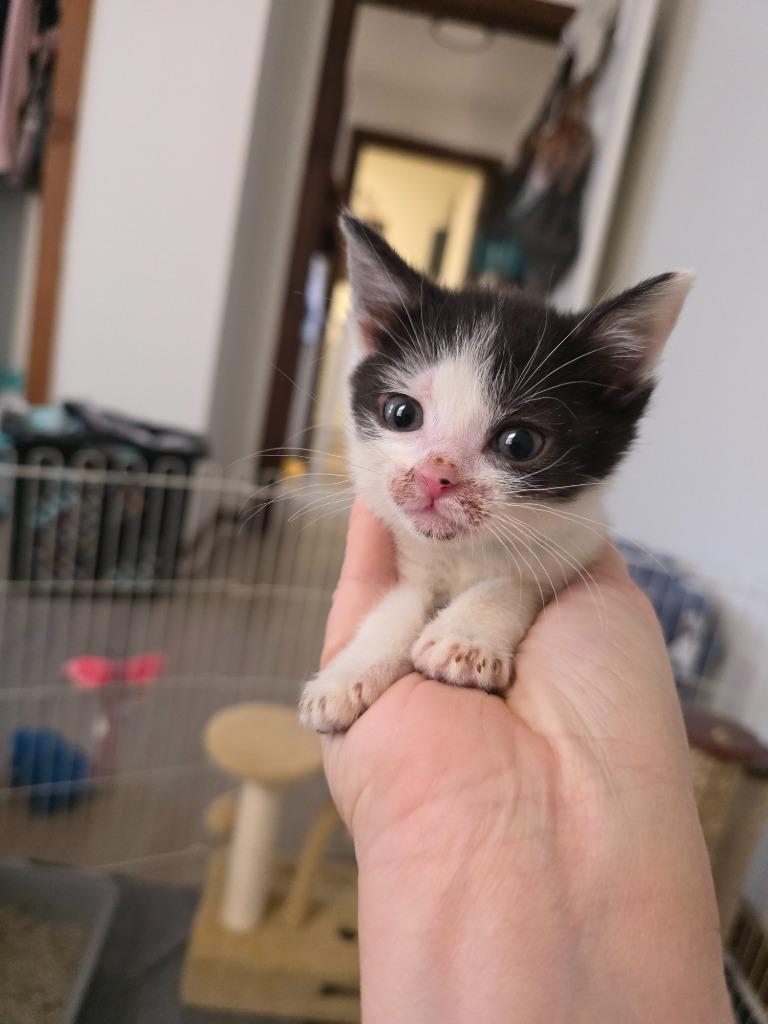 Enlarge Flossy(Pink and purple collar), a Adoptable mixed breed in Johnson City, TN image 6/6