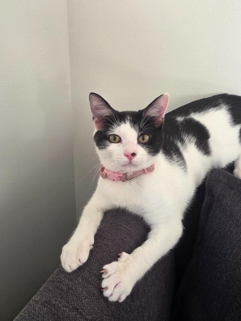 Enlarge Flossy(Pink and purple collar), a Adoptable mixed breed in Johnson City, TN image 6/6