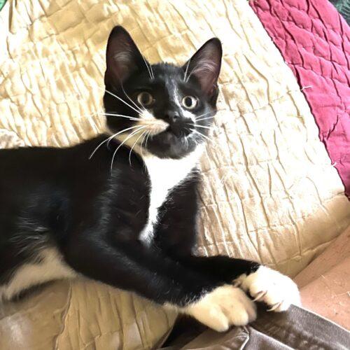 Enlarge Buttons, a Adoptable Domestic Short Hair in Kenosha, WI image 1/3