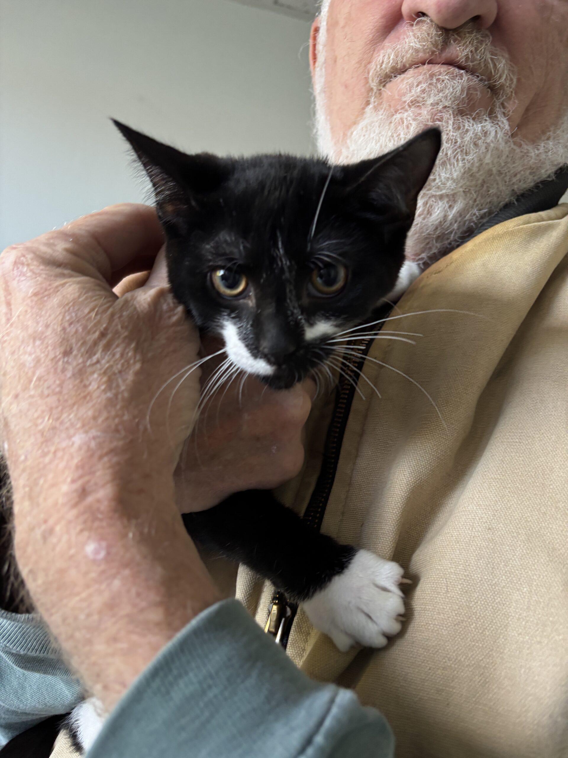 Enlarge Buttons, a Adoptable Domestic Short Hair in Kenosha, WI image 2/3