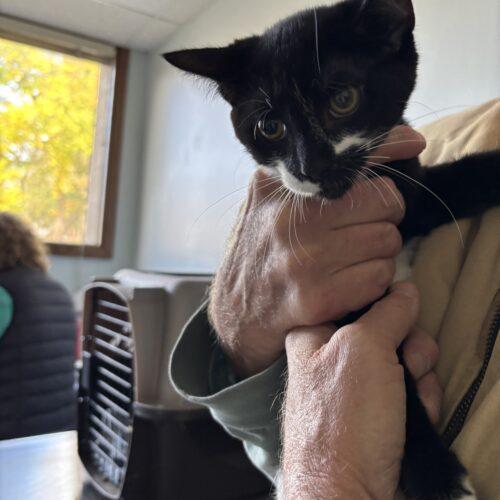 Enlarge Buttons, a Adoptable Domestic Short Hair in Kenosha, WI image 3/3