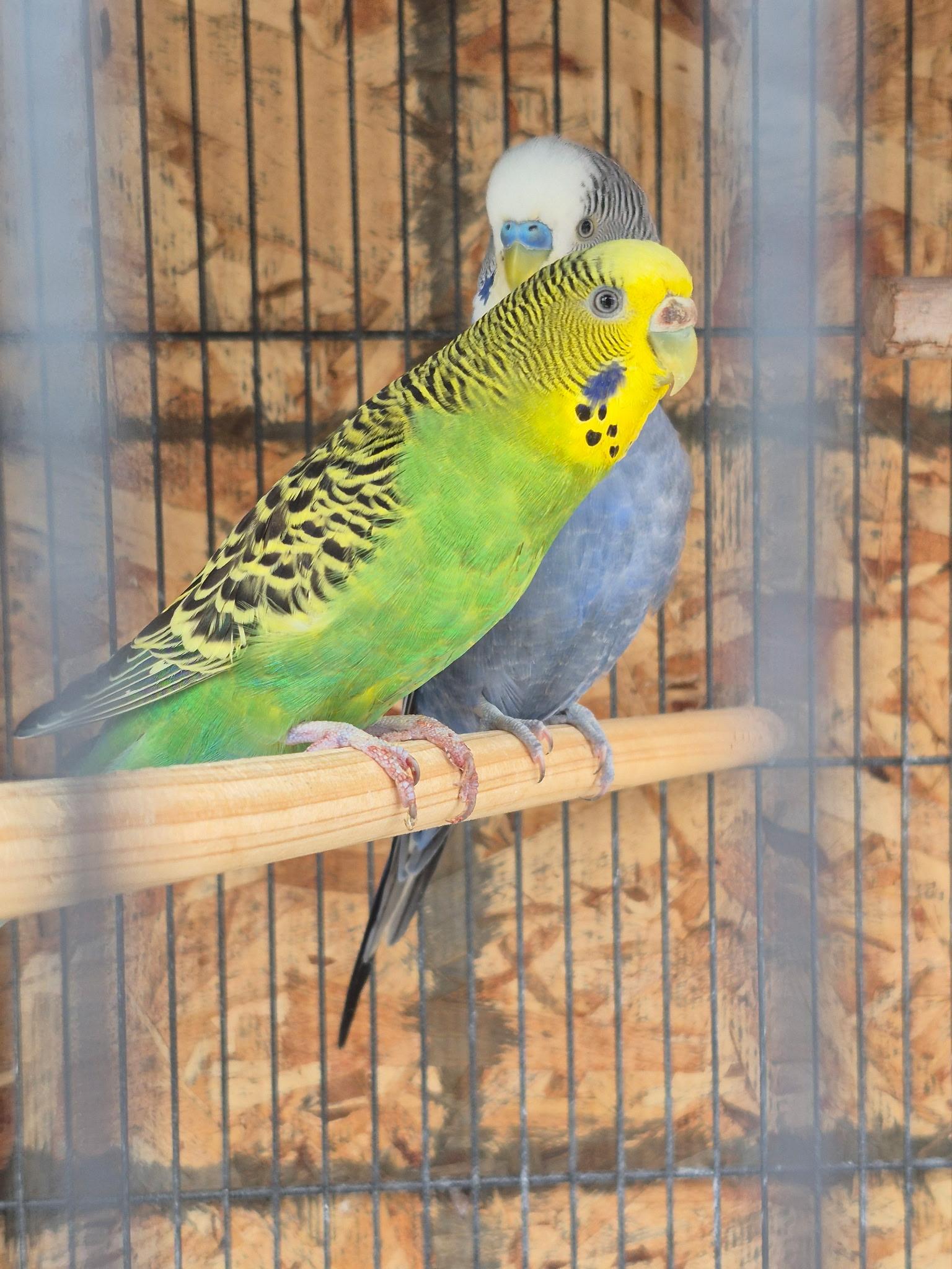 Blueberry and Lemon, ADOPTABLE, Adult Male Parakeet (Other).