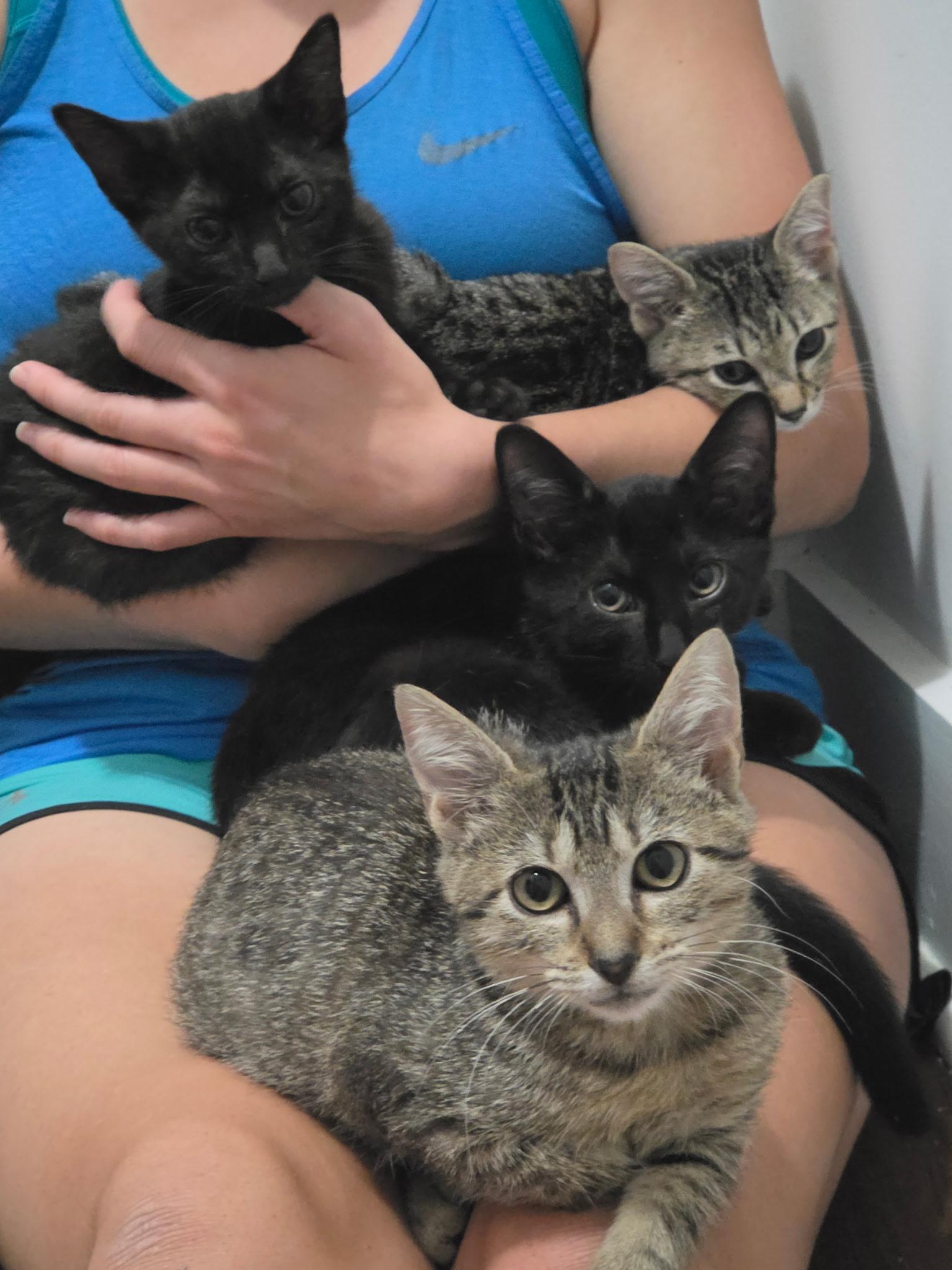 Muñeca, a ADOPTABLE Tabby in Wilmington, NC image 4/6