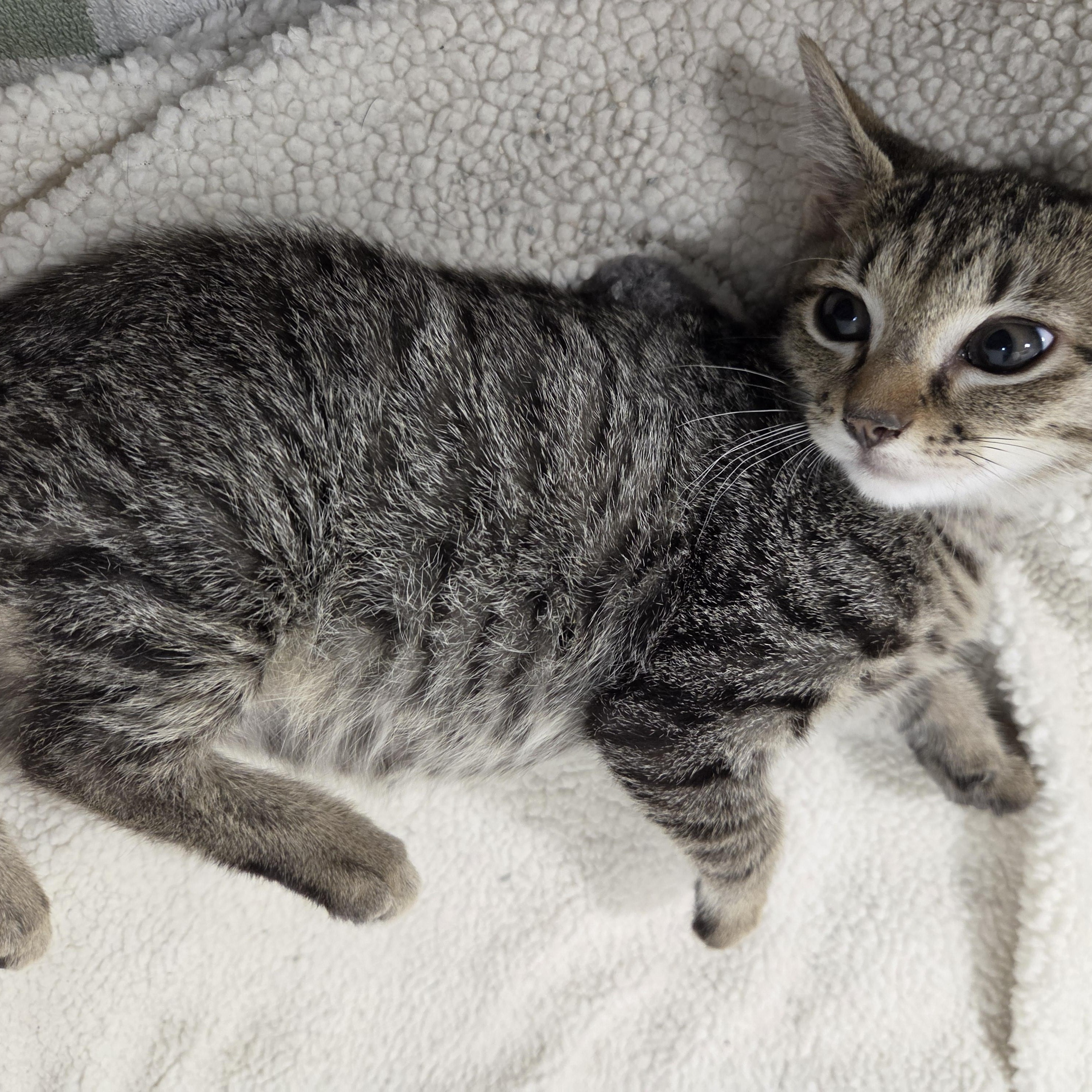Muñeca, ADOPTABLE, Kitten Female Tabby.