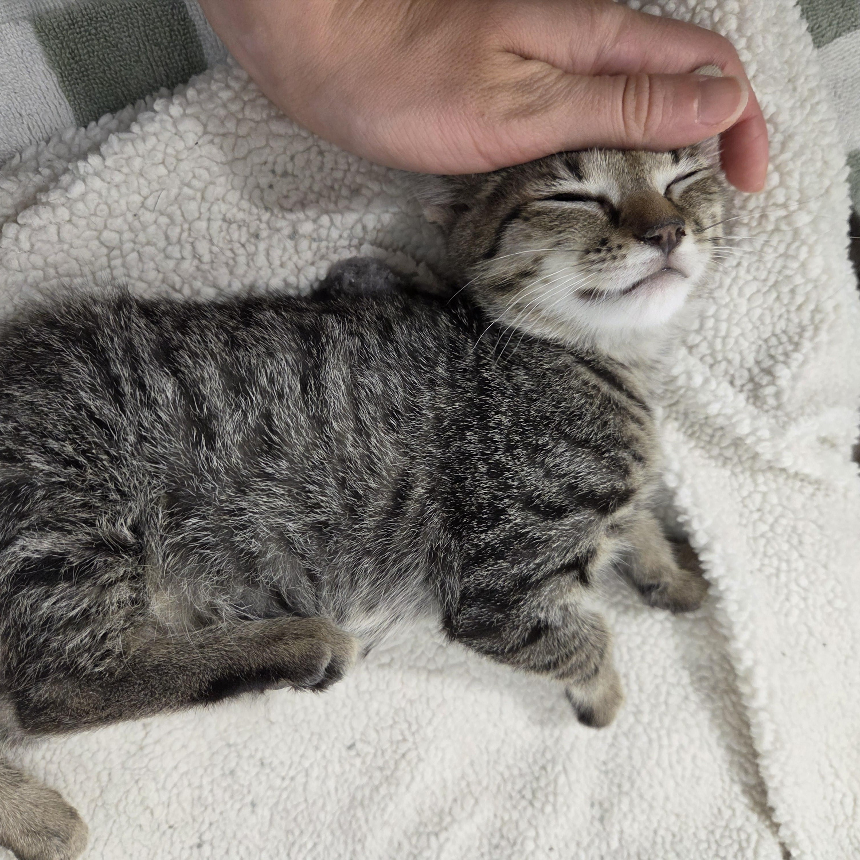 Muñeca, a ADOPTABLE Tabby in Wilmington, NC image 3/6