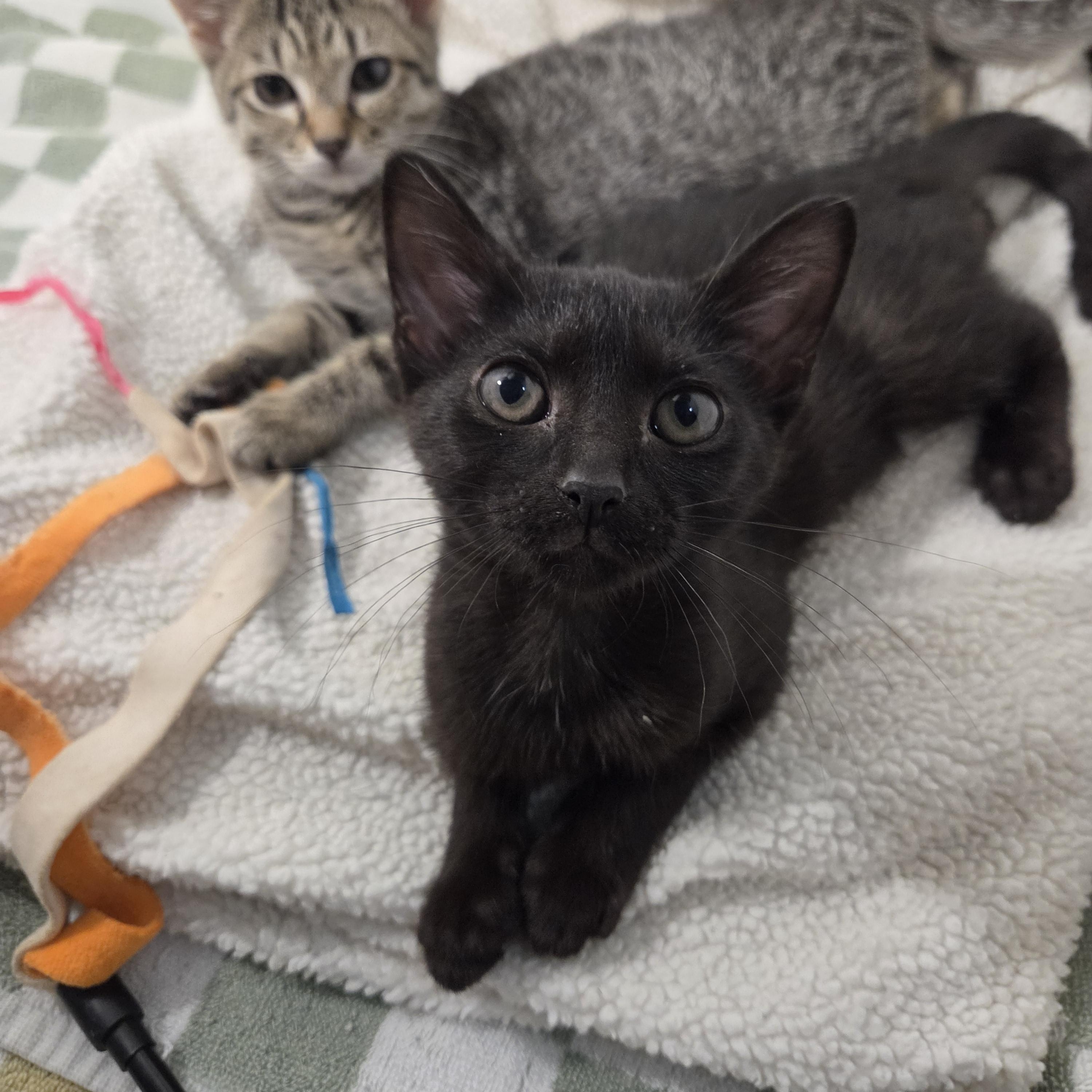 Muñeca, a ADOPTABLE Tabby in Wilmington, NC image 6/6